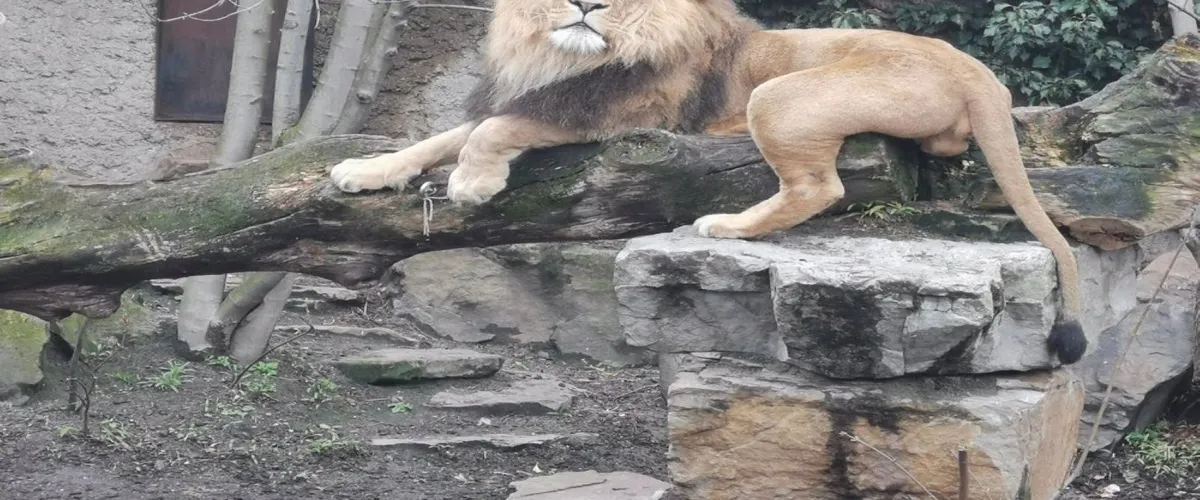 Foto 4 ARTIS Amsterdam Royal Zoo