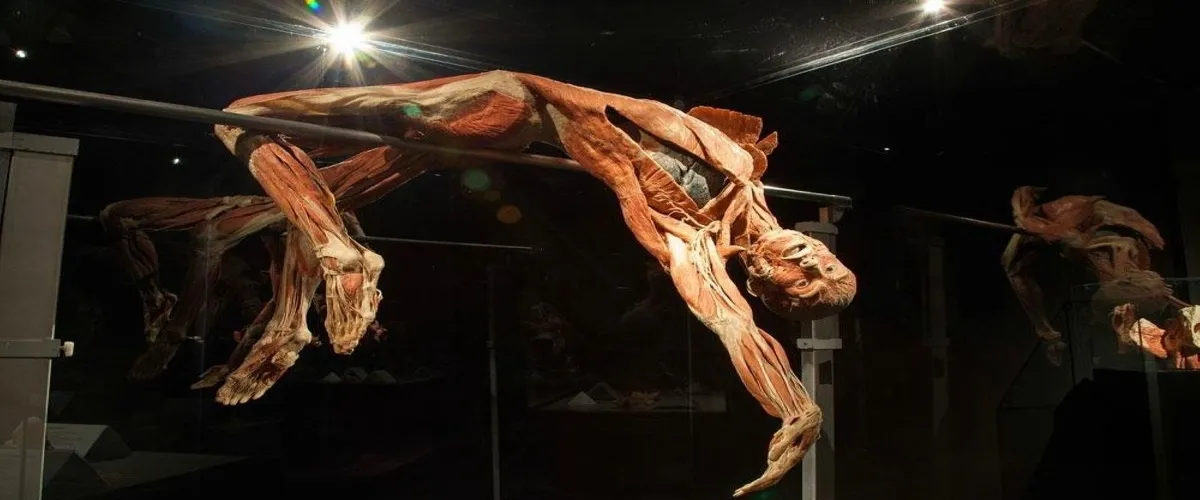 Foto 2 Body Worlds