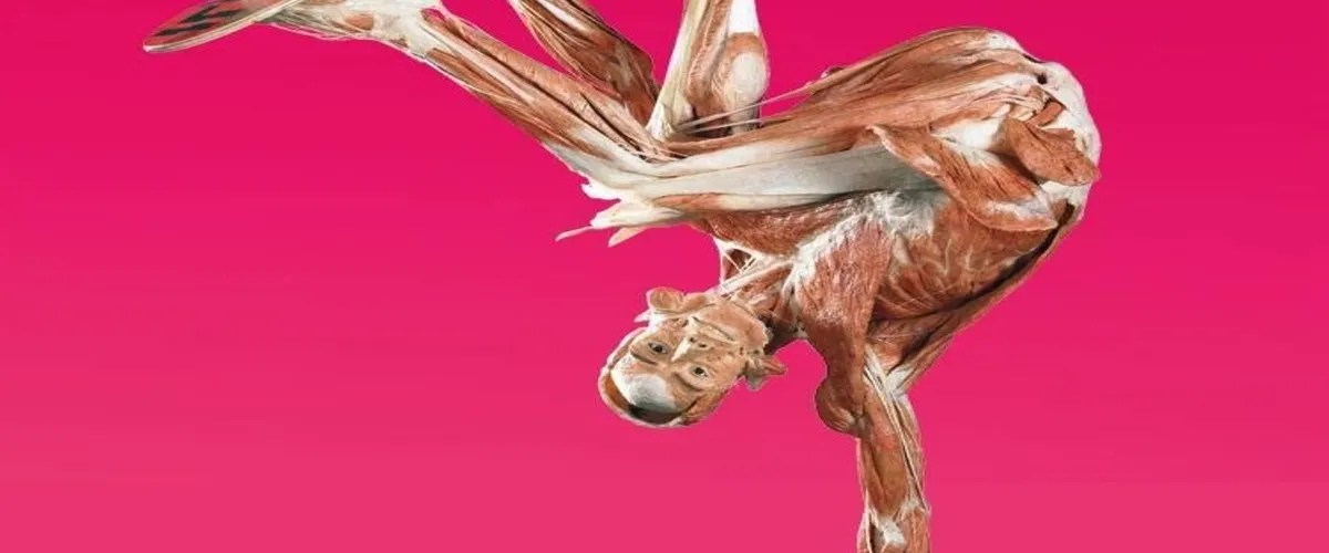 Foto 4 Body Worlds