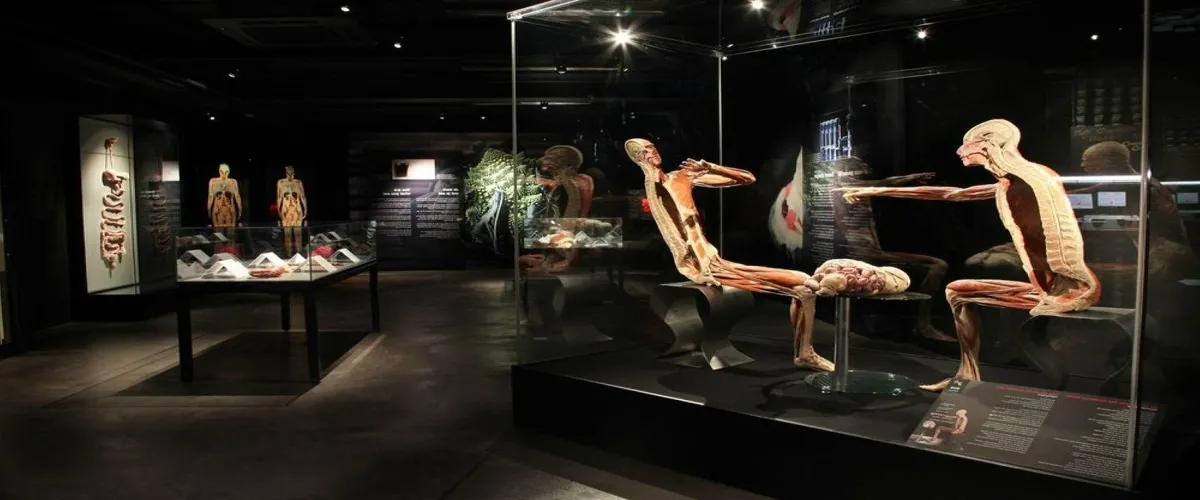 Foto 5 Body Worlds