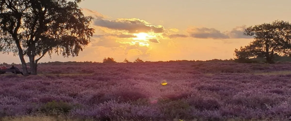 Foto 2 Hoorneboegse Heide
