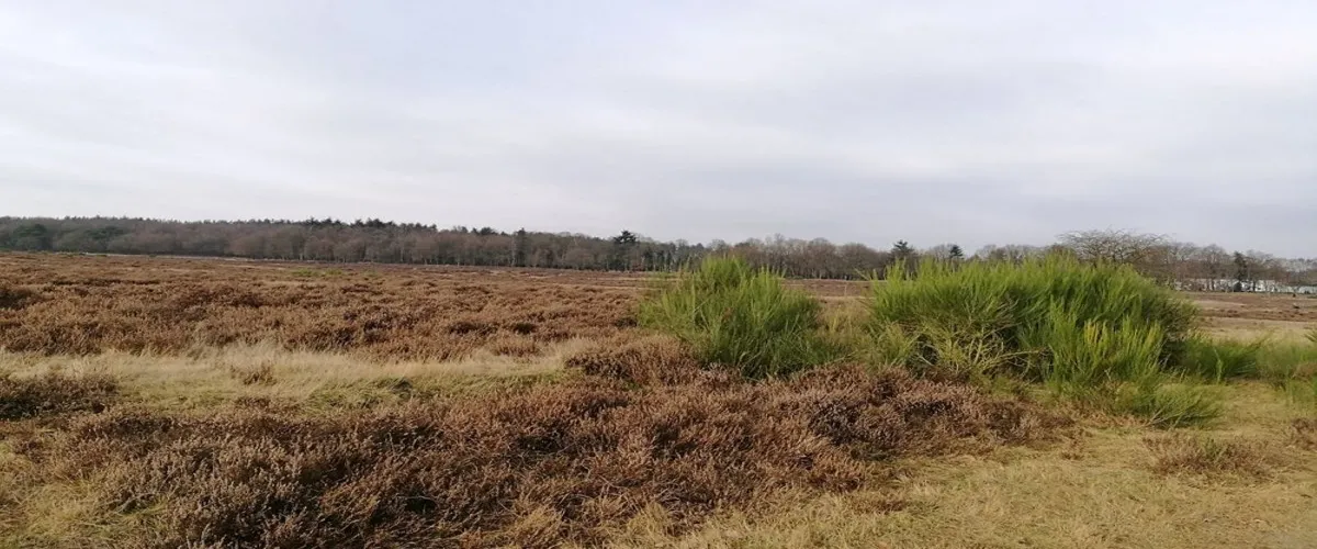 Foto 5 Hoorneboegse Heide