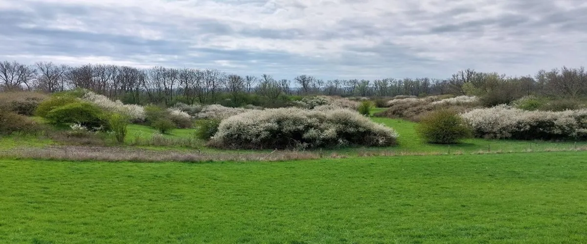 Foto 5 Natuur-reservaat Ooijpolder-De Vlietberg Nijmegen
