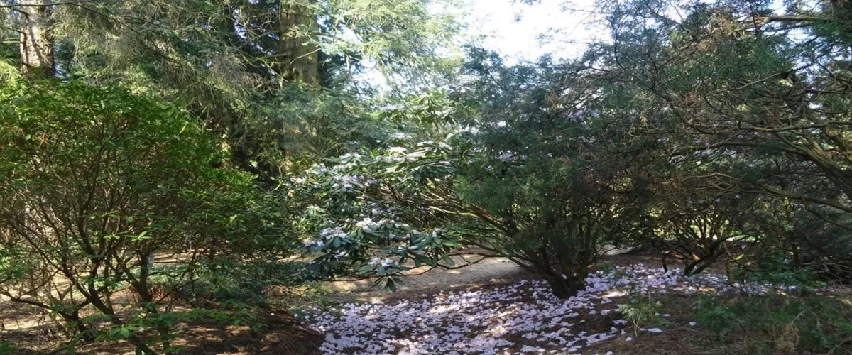 Foto 1 Pinetum Blijdenstein