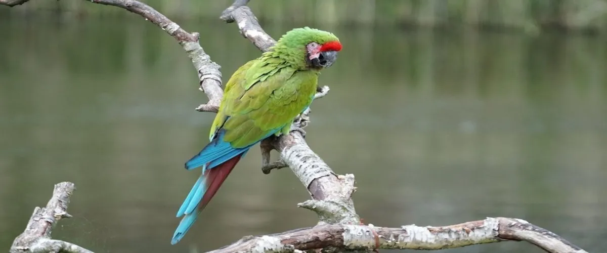 Foto 4 Vogelpark Avifauna
