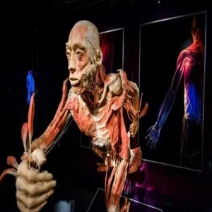 Foto de Body Worlds