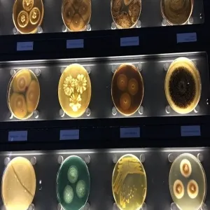 Foto de Micropia