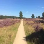 Foto 1 Hoorneboegse Heide