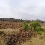 Foto 5 Hoorneboegse Heide