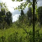 Foto 4 Natuur-reservaat Ooijpolder-De Vlietberg Nijmegen