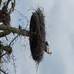 Foto 1 Natuur-reservaat Ooijpolder-De Vlietberg Nijmegen