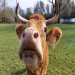Foto 3 Natuur-reservaat Ooijpolder-De Vlietberg Nijmegen