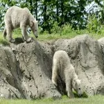 Foto 1 Rotterdam Zoo