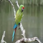 Foto 4 Vogelpark Avifauna